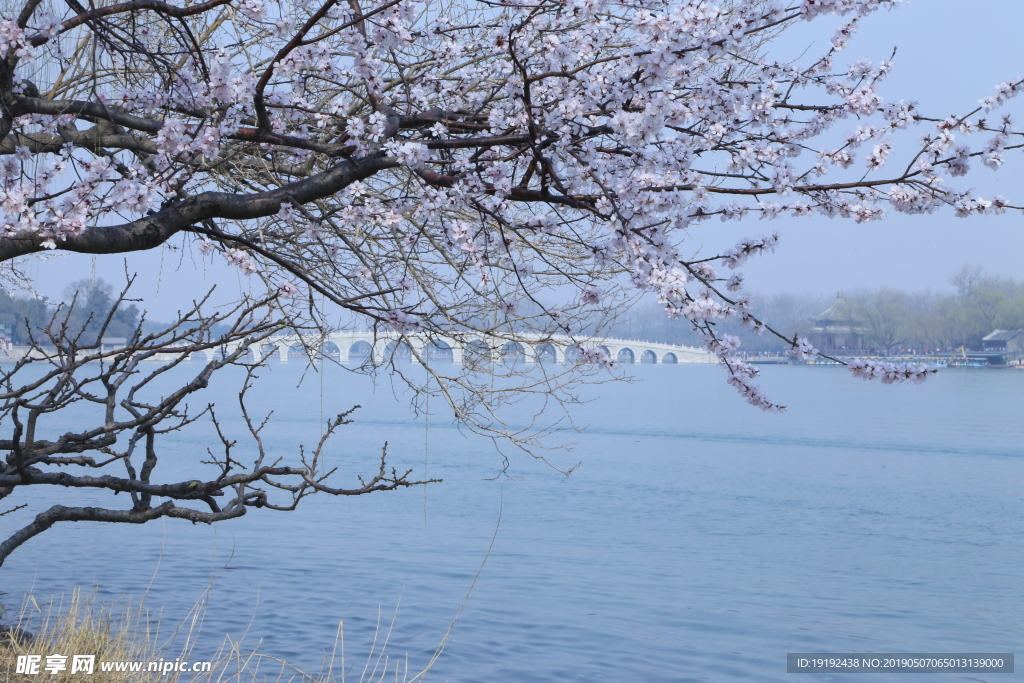 颐和园山桃花