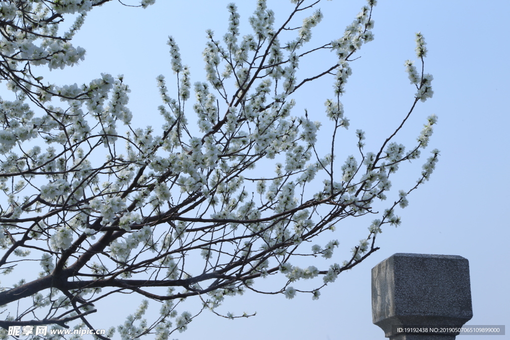 颐和园山桃花