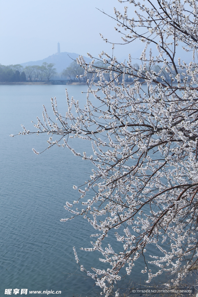 颐和园山桃花