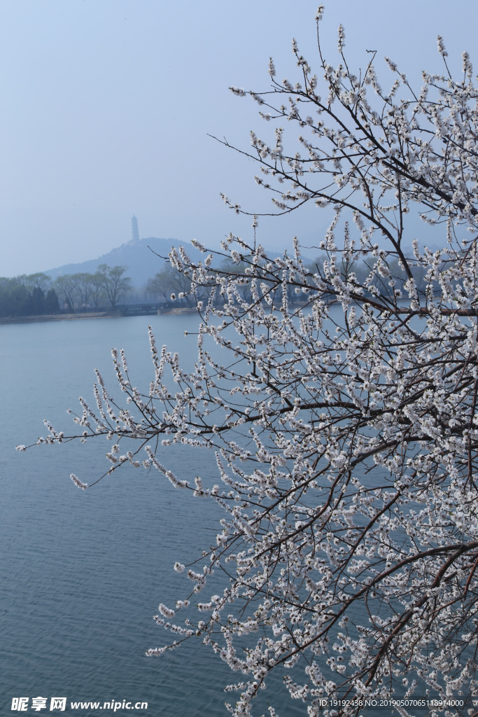 颐和园山桃花