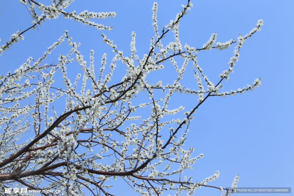 颐和园山桃花