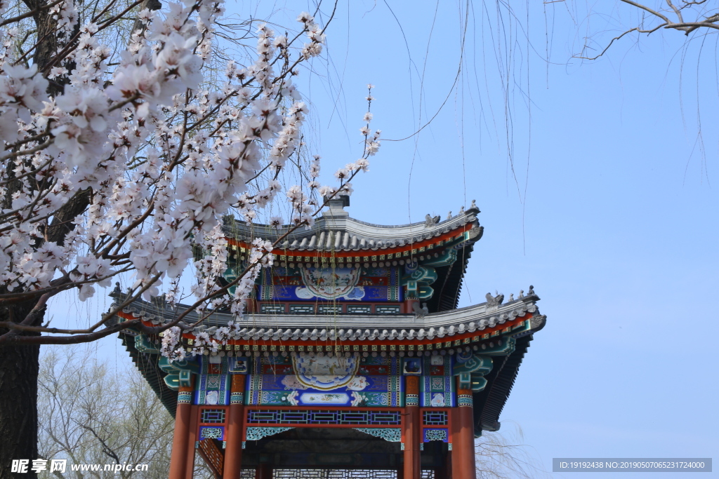 颐和园山桃花