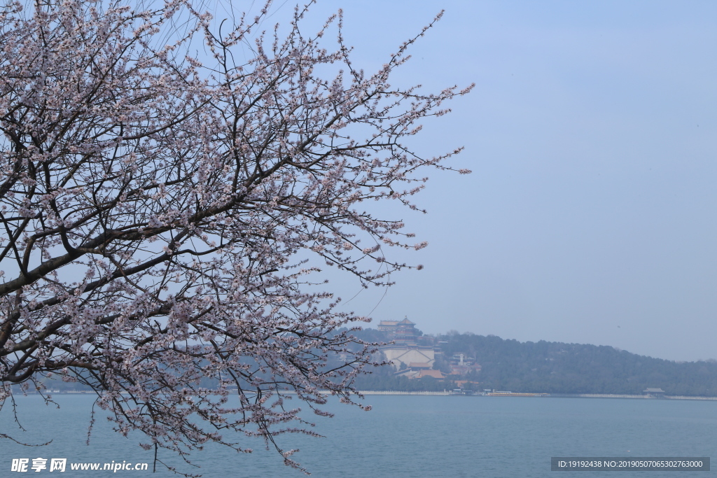 颐和园山桃花