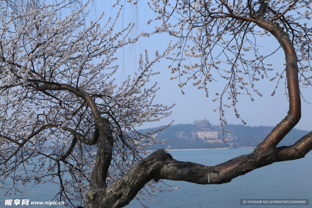 颐和园山桃花