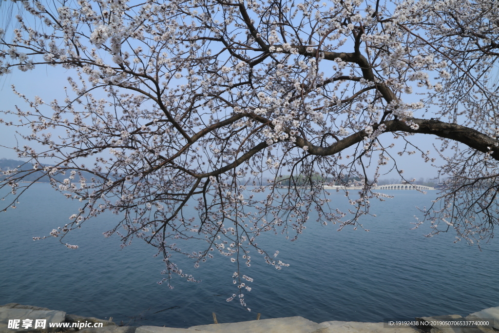 颐和园山桃花