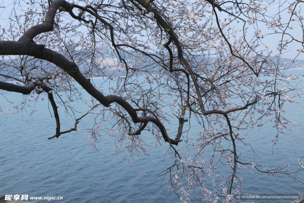 颐和园山桃花