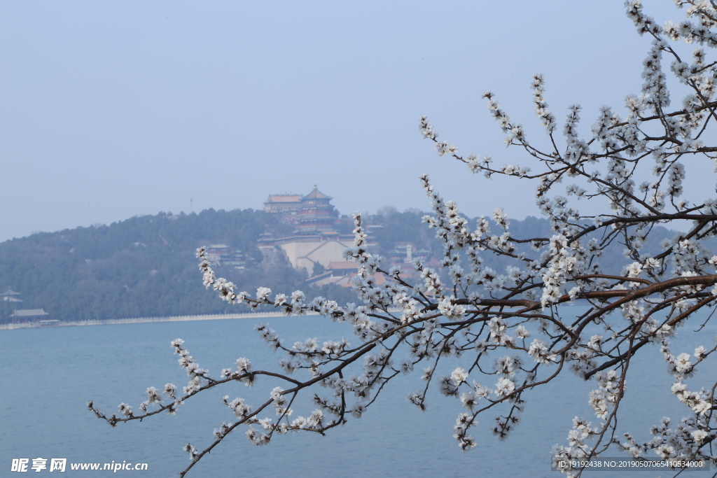 颐和园山桃花