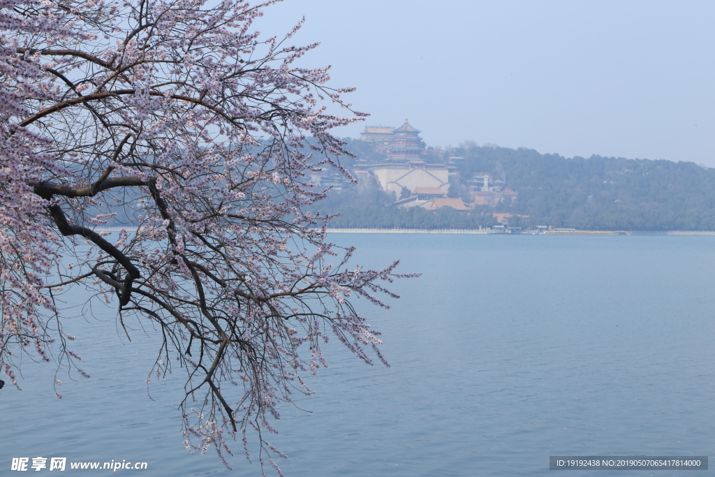 颐和园山桃花