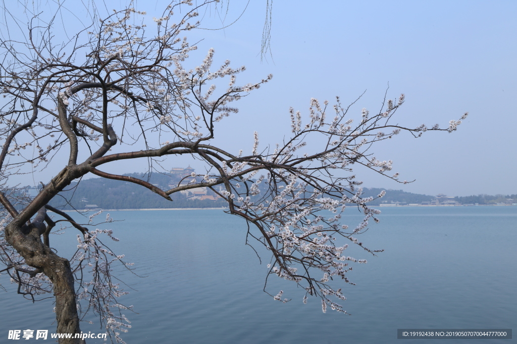 颐和园山桃花