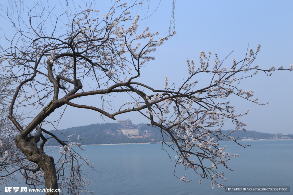 颐和园山桃花