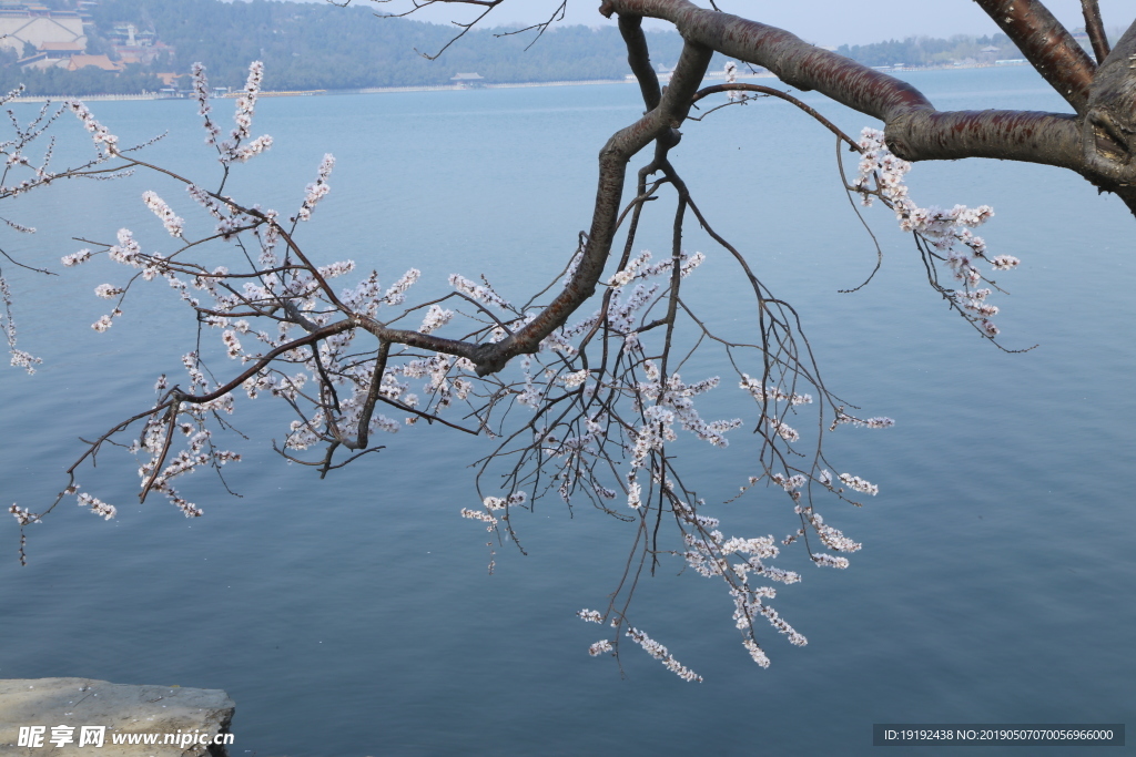 颐和园山桃花