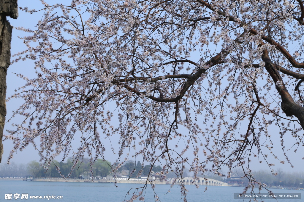 颐和园山桃花