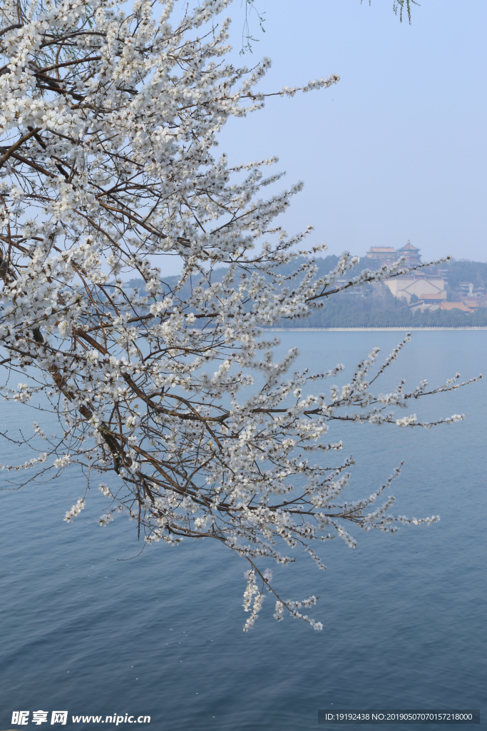 颐和园山桃花