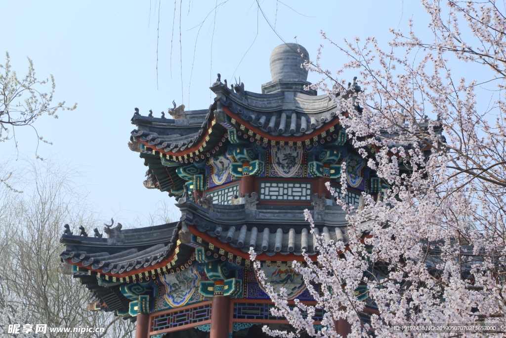 颐和园山桃花