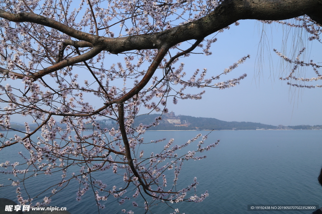 颐和园山桃花