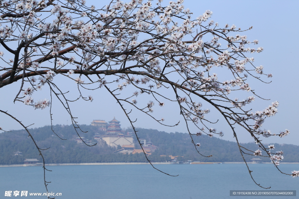 颐和园山桃花