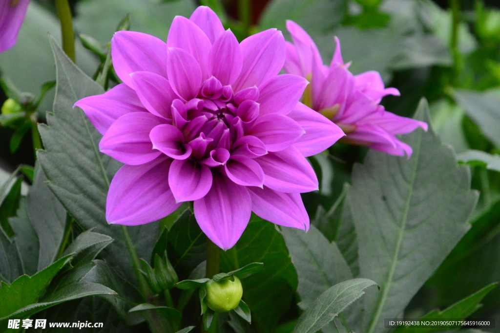 小丽花