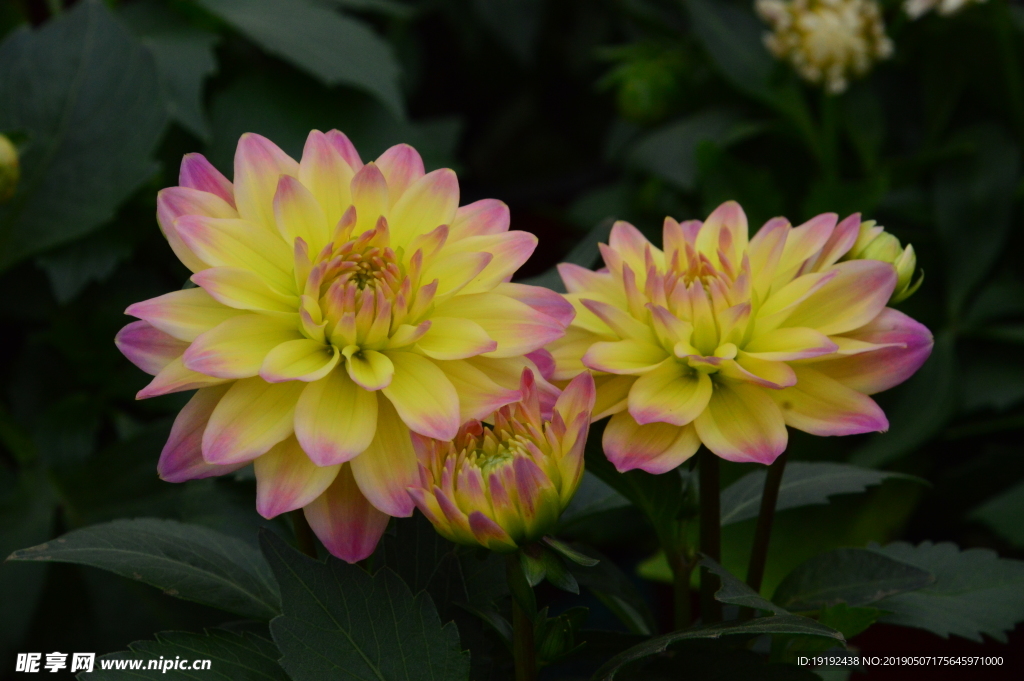 小丽花