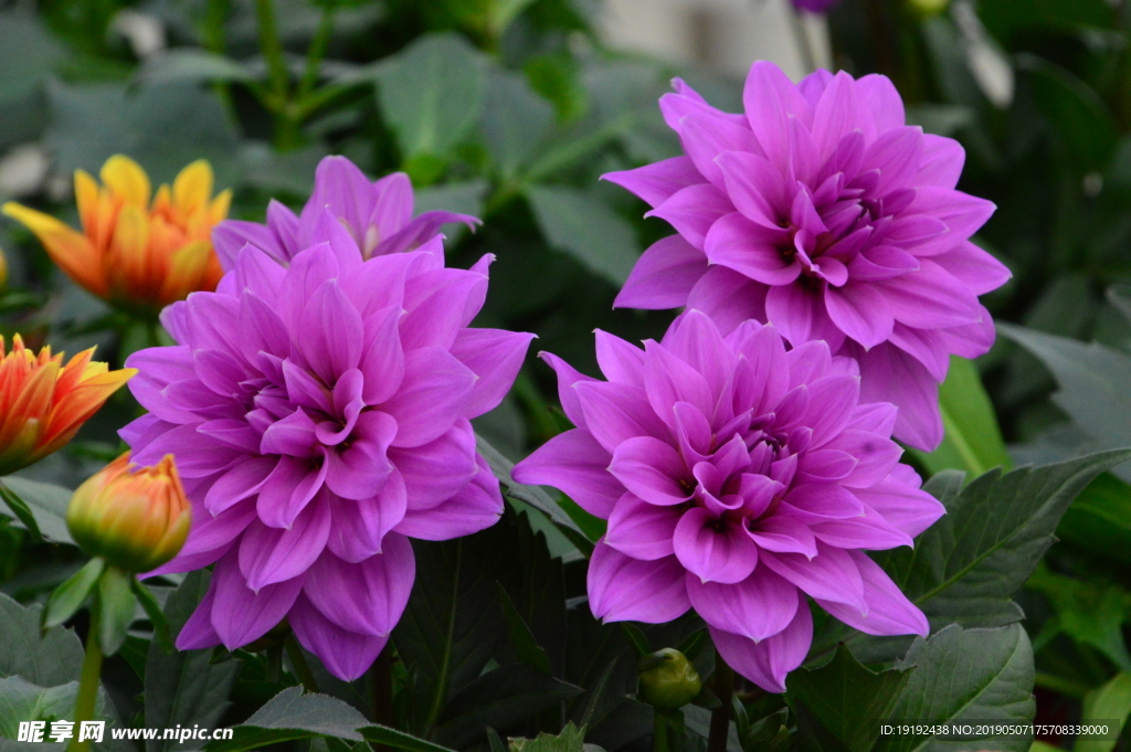 小丽花