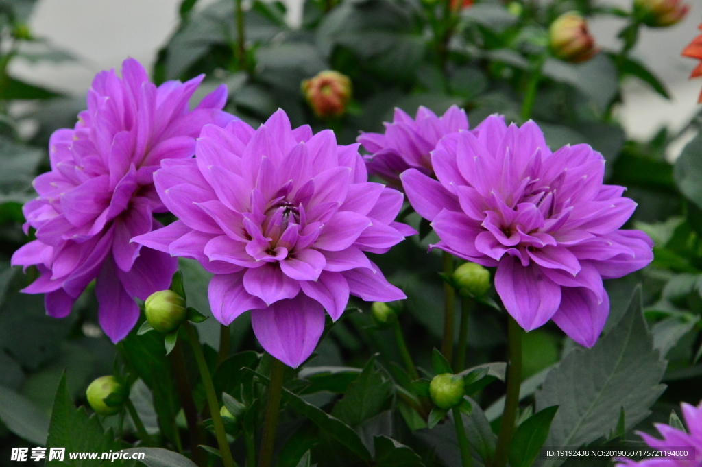 小丽花