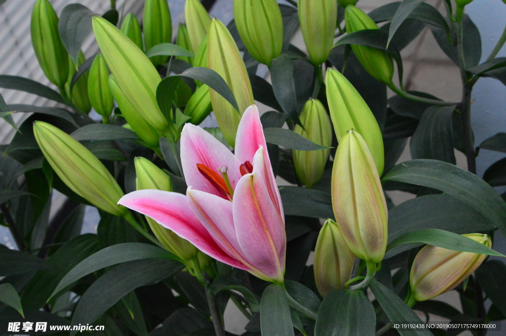 百合花