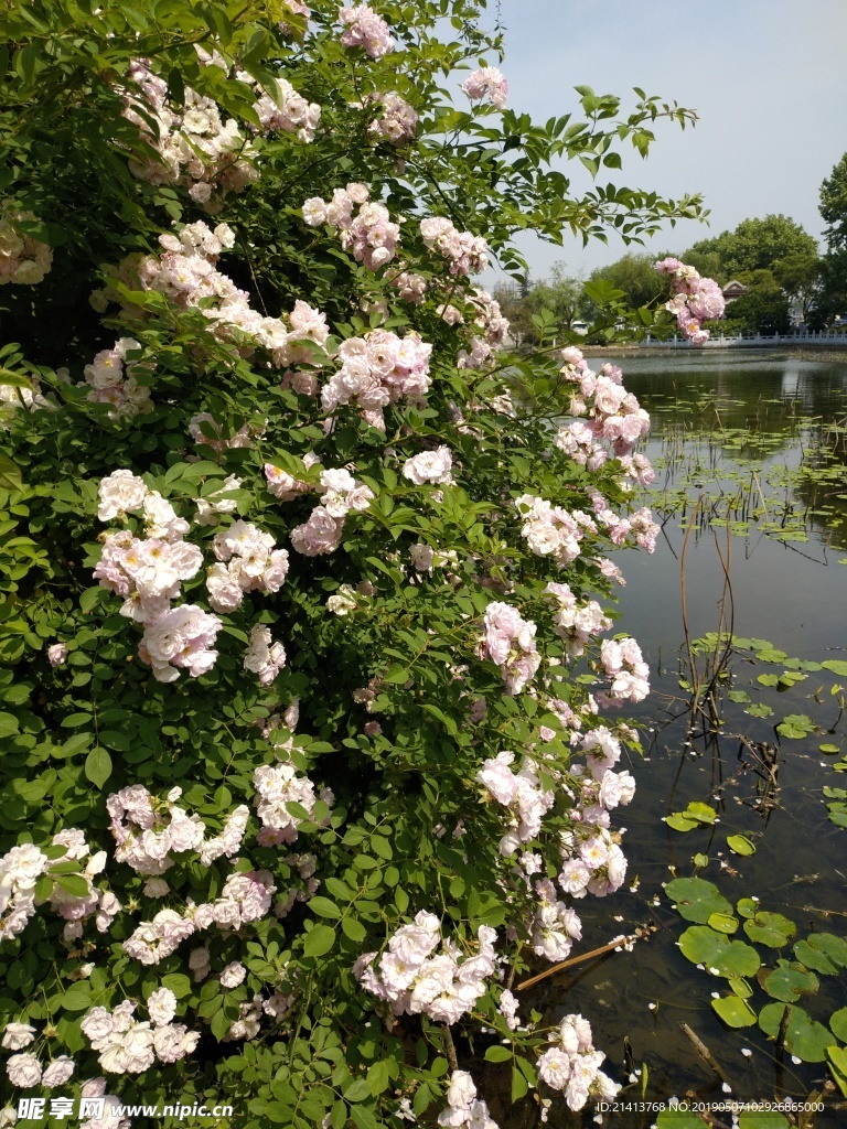 月季花朵花卉
