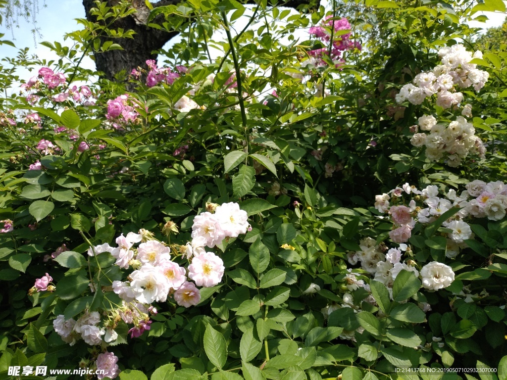 月季花朵花卉