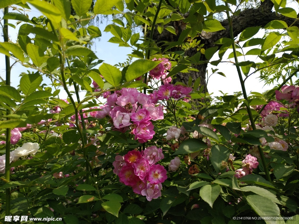 月季花朵花卉