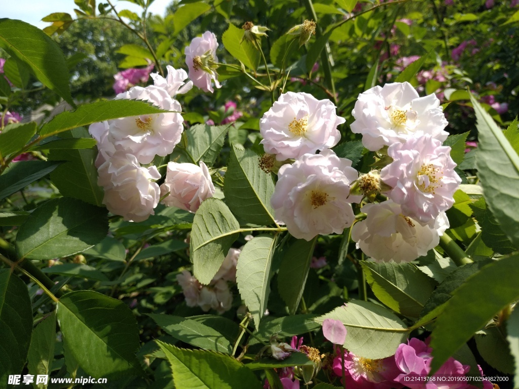 月季花朵花卉