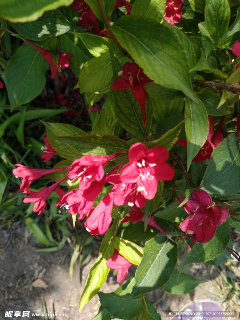月季花朵花卉