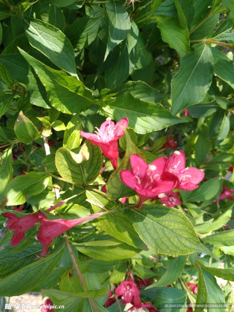 月季花朵花卉