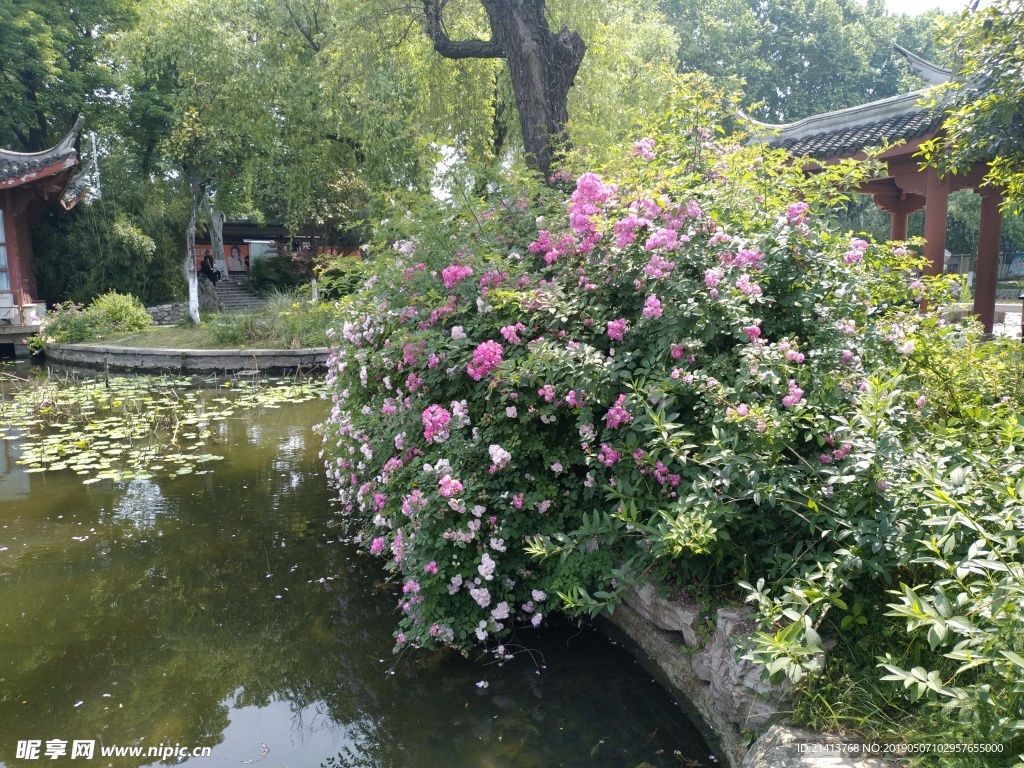 月季花朵花卉