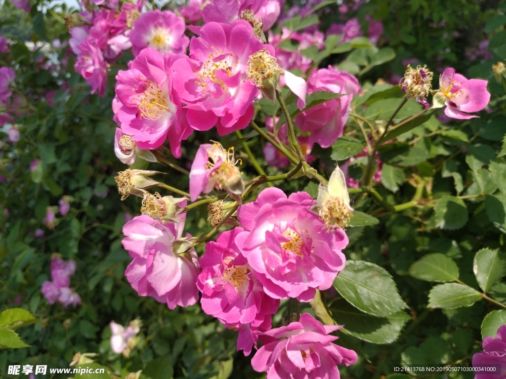 月季花朵花卉