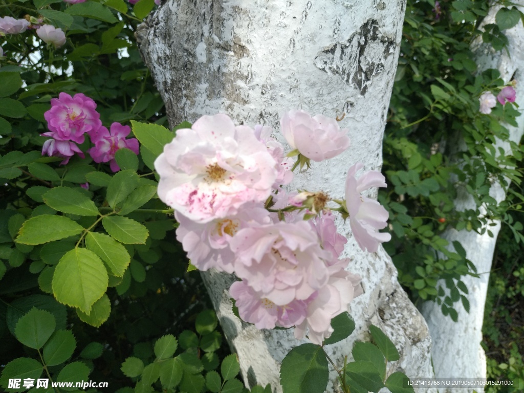 月季花朵花卉