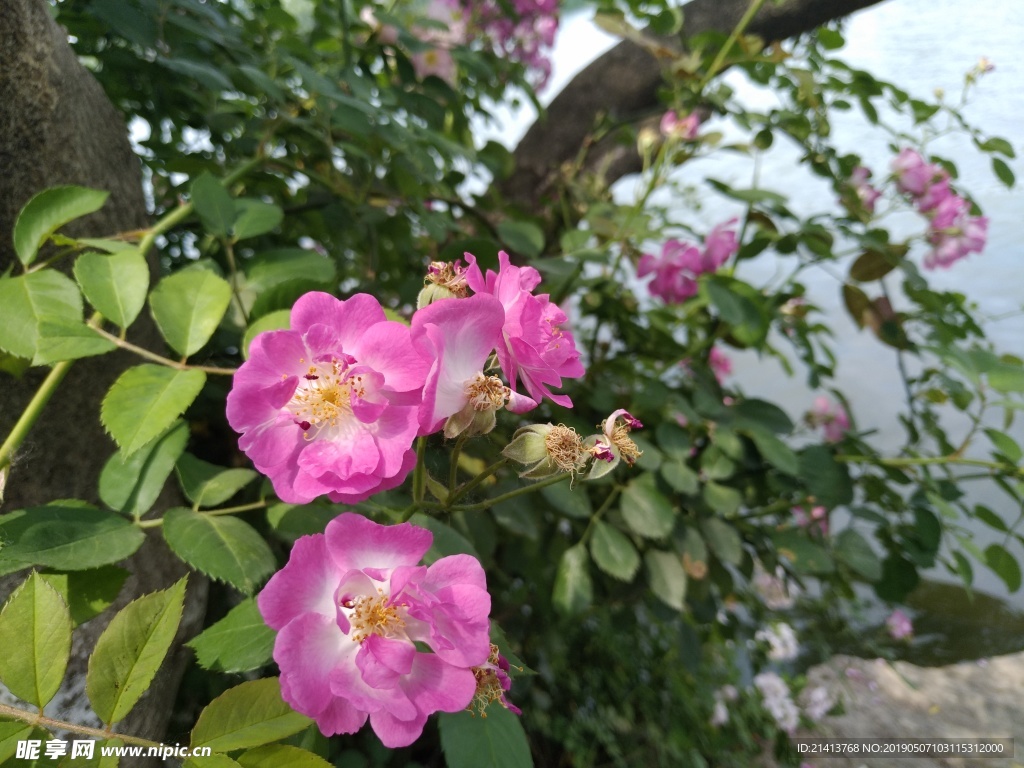月季花朵花卉