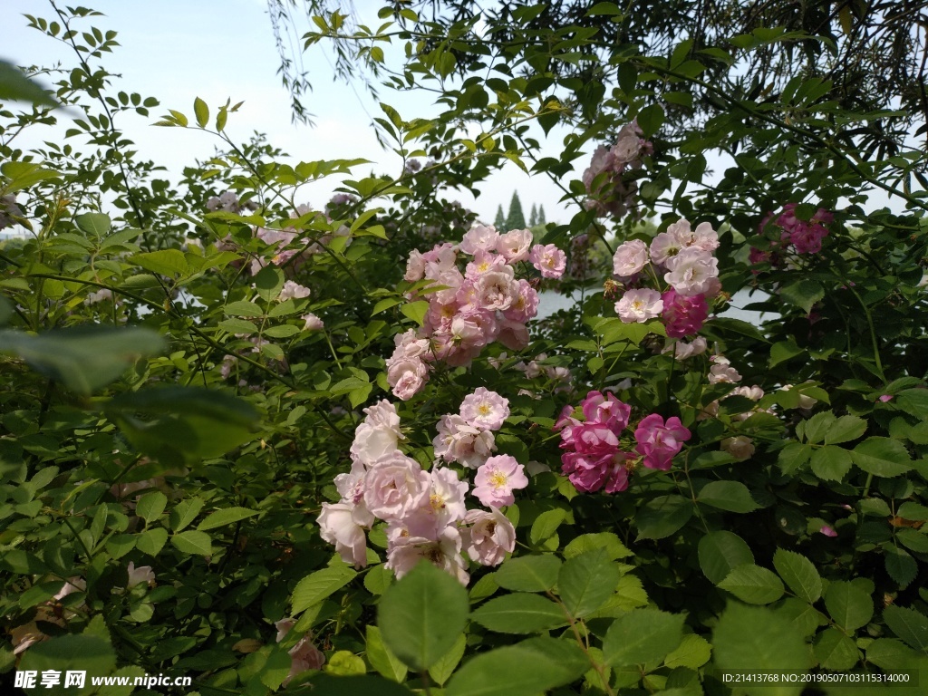月季花朵花卉