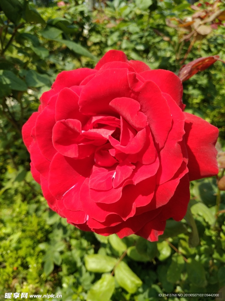 月季花朵花卉