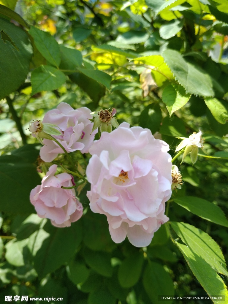 月季花朵花卉