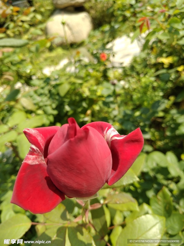 月季花朵花卉