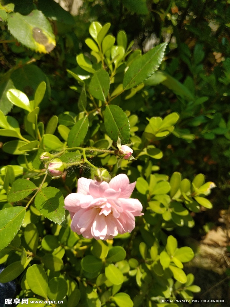 月季花朵花卉