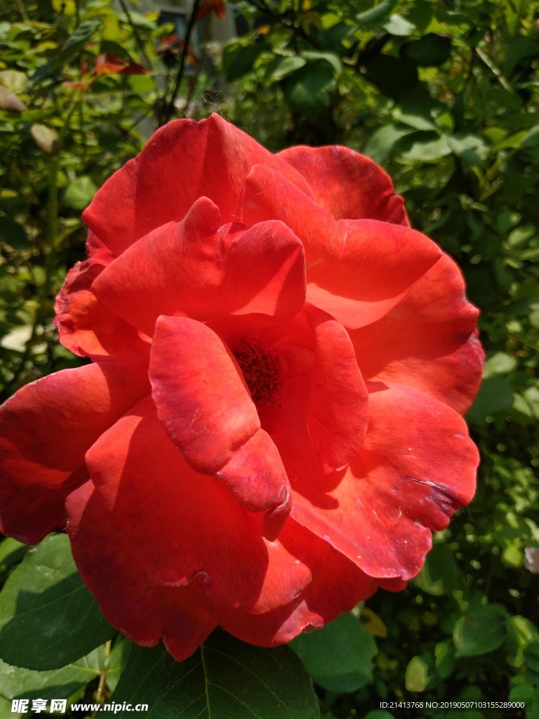 月季花朵花卉