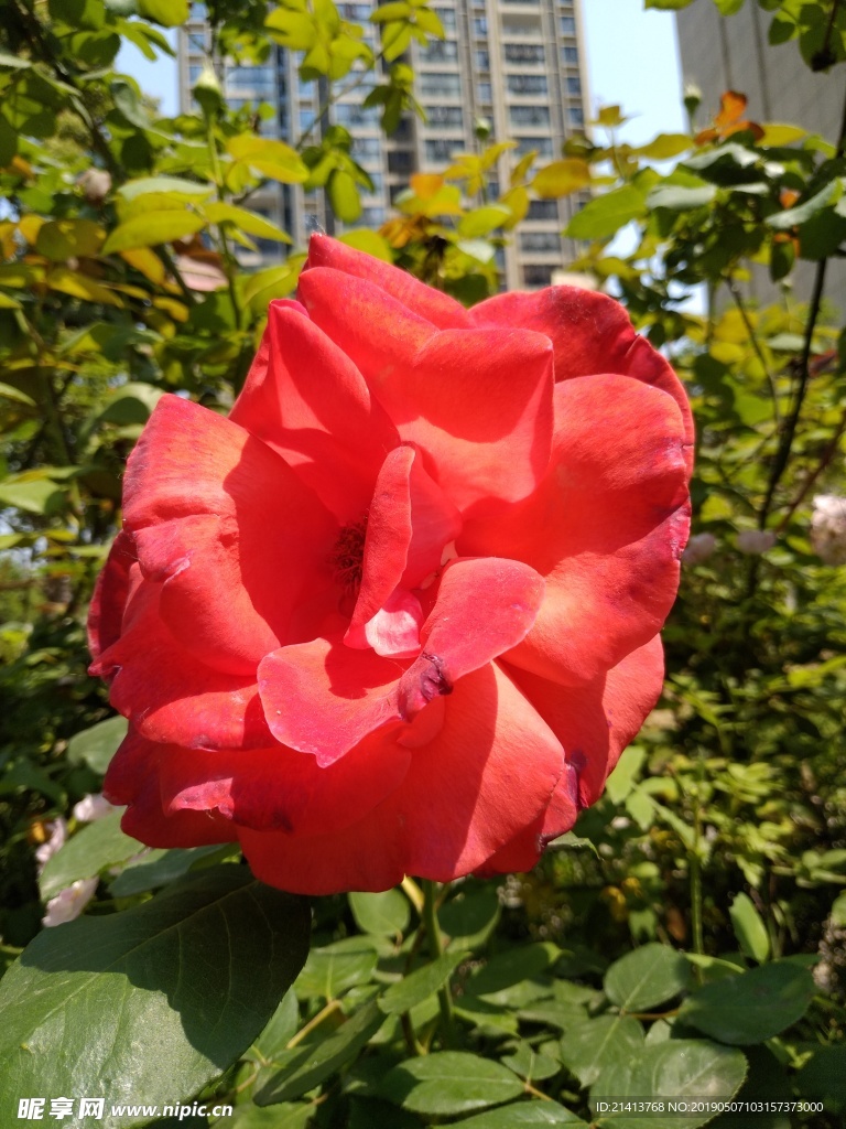 月季花朵花卉