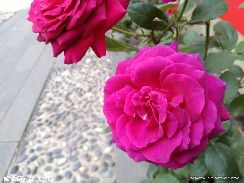 月季花朵花卉