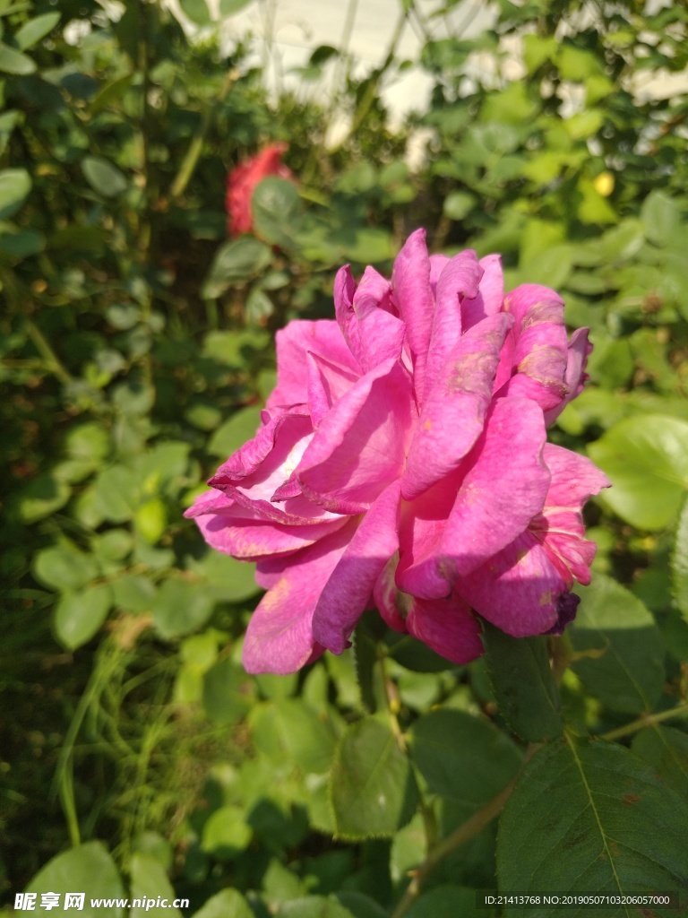 月季花朵花卉