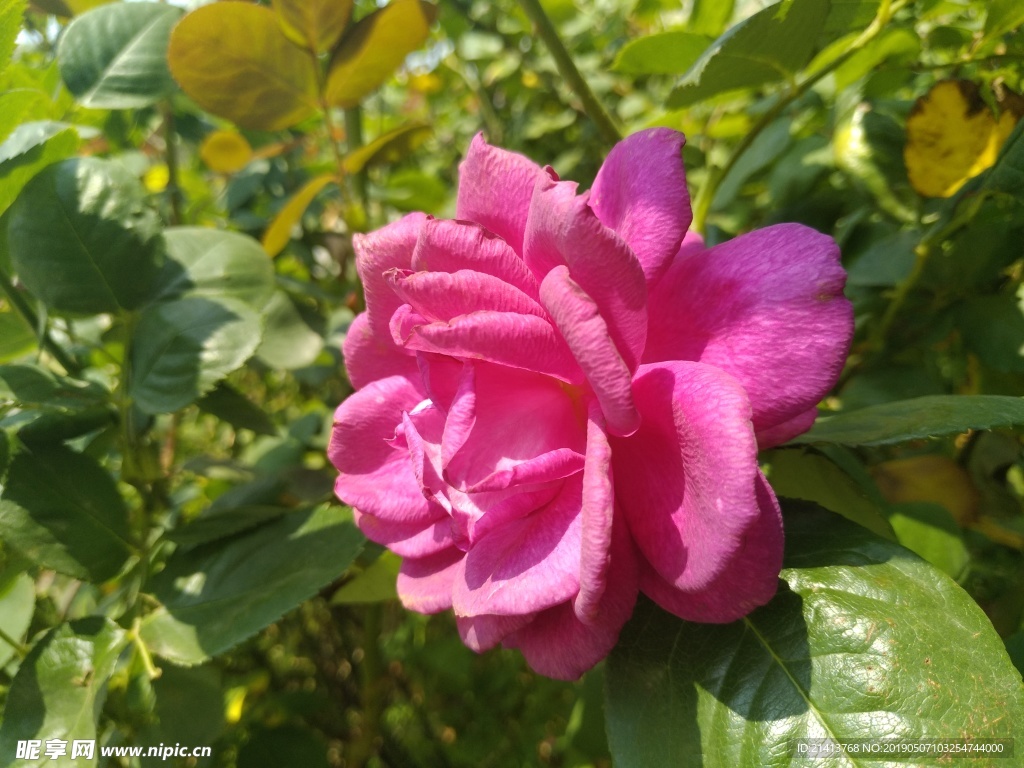 月季花朵花卉