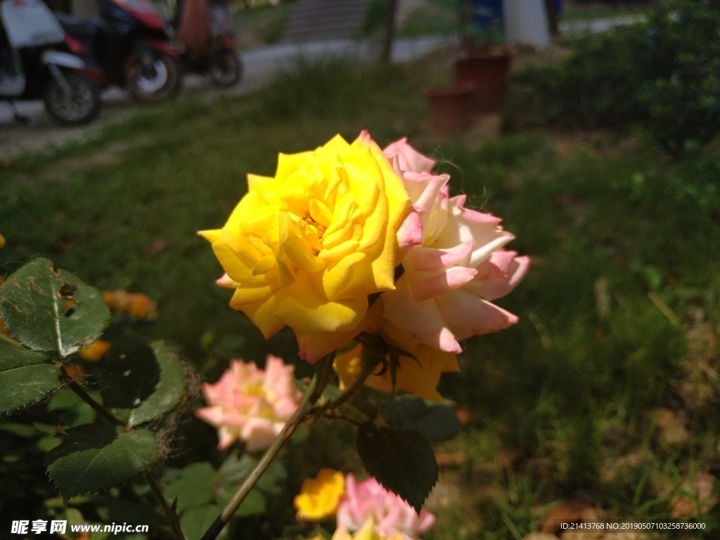 月季花朵花卉