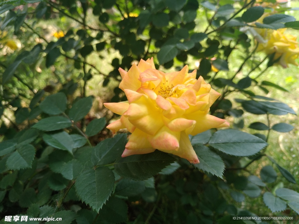 月季花朵花卉