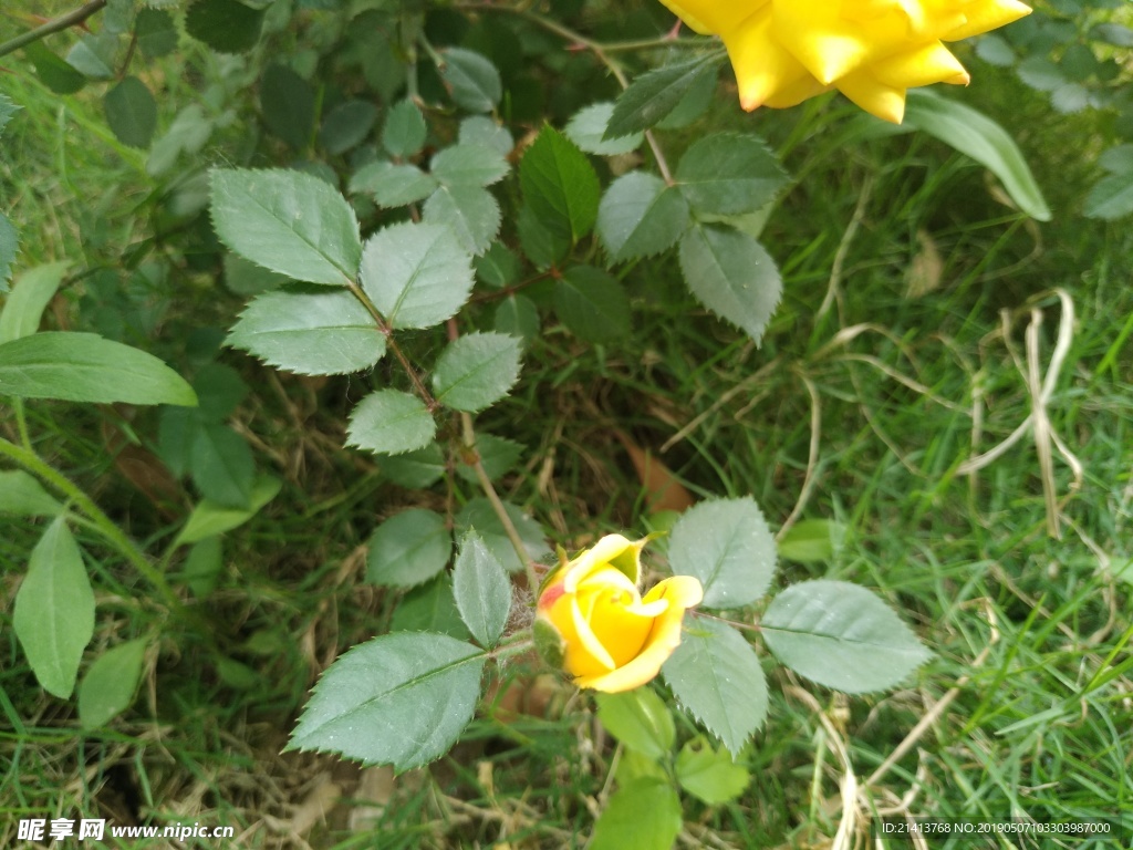 月季花朵花卉