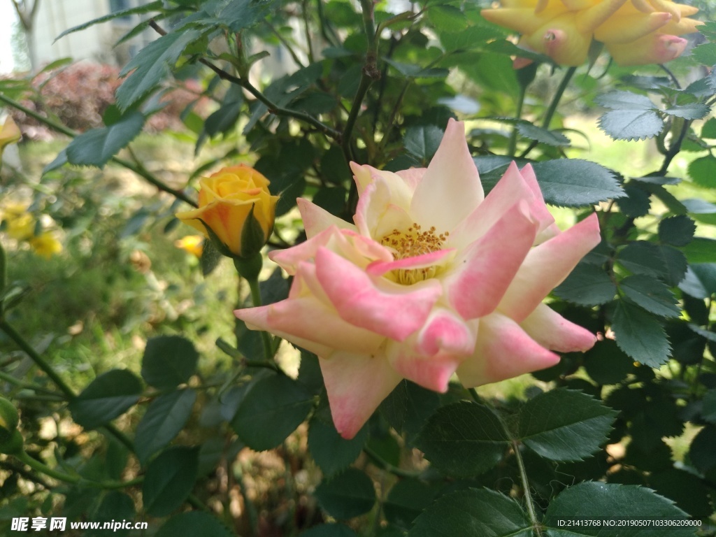 月季花朵花卉