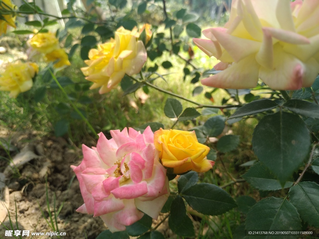 月季花朵花卉